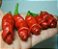 Pimenta penis 30 sementes - Imagem 2