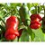 Pimenta penis 30 sementes - Imagem 1