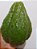 2 Mudas de chuchu verde escuro - Imagem 5
