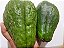 2 Mudas de chuchu verde escuro - Imagem 4