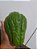 2 Mudas de chuchu verde escuro - Imagem 2