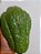 2 Mudas de chuchu verde escuro - Imagem 1