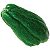 2 Mudas de chuchu verde escuro - Imagem 6
