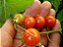 50 sementes de tomatinho silvestre - Imagem 2