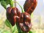 Sementes de Pimenta habanero chocolate - Imagem 1