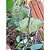 10 sementes  de passiflora suberosa - Imagem 2