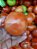50 sementes de tomatão vermelho - Imagem 1