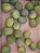 100 sementes de maracujá pérola do cerrado - Imagem 2