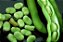 5 sementes de fava portuguesa - Imagem 1