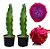 10 estacas de pitaya roxa - Imagem 1