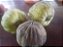 20 sementes bucha redonda - Imagem 1