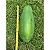 20 sementes de mamão gigante - Imagem 3