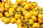 50 sementes de tomate cereja amarelo - Imagem 2