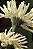 Quadro FineArt Flor Gerbera Pastini Corvara - Imagem 2