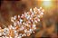 Quadro FineArt Flor Nandina - Imagem 2