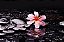 Quadro FineArt Flor Plumeria Rosa - Imagem 2