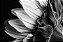 Quadro FineArt Flor de Girassol em Preto e Branco - Imagem 2