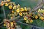 Quadro FineArt Flor Berberis Vulgaris Amarela - Imagem 2