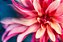 Quadro FineArt Flor Dália Rosa - Imagem 2
