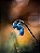 Quadro FineArt Flor Squill Siberiana Azul - Imagem 2
