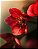 Quadro FineArt Flor da Macieira Vermelha - Imagem 2