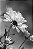 Quadro FineArt Flor Margarida em Preto e Branco - Imagem 2