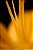 Conjunto com 2 Quadros FineArt Flor Amarela - Imagem 2