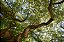 Quadro FineArt Galho de Salgueiro - Imagem 2