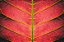 Quadro FineArt Folhagem da Natureza Vermelho - Imagem 2