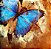 Quadro FineArt Ilustração Borboleta Azul no Fundo Cobre - Imagem 2