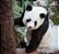 Quadro FineArt Panda - Imagem 2