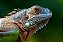 Quadro FineArt Iguana Verde - Imagem 2