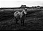Quadro FineArt Cavalo na Fazenda em Preto e Branco - Imagem 2