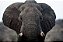 Quadro FineArt Elefante da Savana - Imagem 2