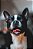 Quadro FineArt Cachorro Boston Terrier - Imagem 2