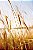 Quadro FineArt Campo de Trigo ao Nascer do Sol - Imagem 2