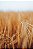 Quadro FineArt Campo de Trigo - Imagem 2