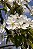 Conjunto de 2 Quadros FineArt com Flores de Pêra - Imagem 3