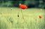 Quadro FineArt Flor Papoula no Campo - Imagem 2