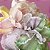 Quadro FineArt Flor Peônia Arco-Íris - Imagem 2