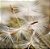 Quadro FineArt Flor Dente de Leão Flutuante - Imagem 2