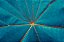 Quadro FineArt Folha Abstrata Azul - Imagem 2