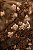 Conjunto com 2 quadros FineArt Flores Hortênsias secas no Outono - Imagem 3