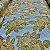 Tecido Jacquard Bordado Floral Nude/Dourado - Imagem 2