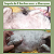 Shampoo Natural para cães| Para peles sensiveis e alergicas- Alivio de coceiras e dermatites - Imagem 5