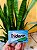 Trident Chicle Importado Mint Bliss - Imagem 1