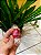 Lindt Chocolate Trufa Morango Creme 12,5g - Imagem 1