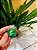 Lindt Chocolate Trufa Menta 12,5g - Imagem 1