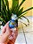 Lindt Chocolate Trufa Duo 12,5g - Imagem 1