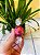 Lindt Chocolate Trufa Raspberry Creme 12,5g - Imagem 1